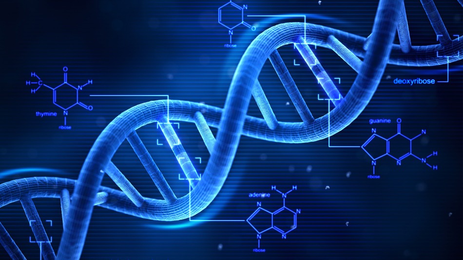 DNA identification